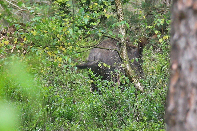 Wild Zwijn